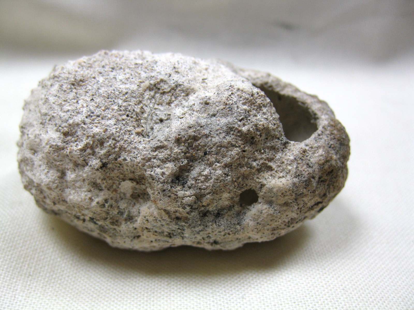 australia-fossil-weevil-cocoon-11b.jpg | Fossils for Sale
