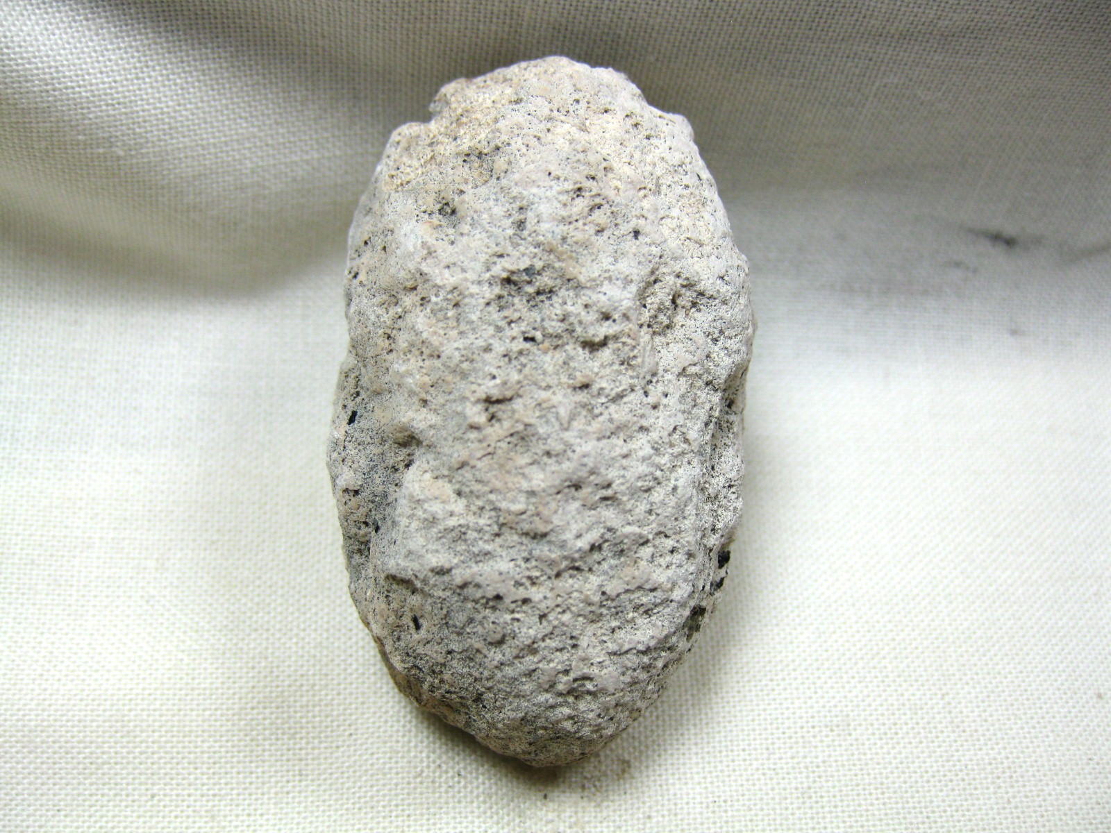 australia-fossil-weevil-cocoon-11d.jpg | Fossils for Sale