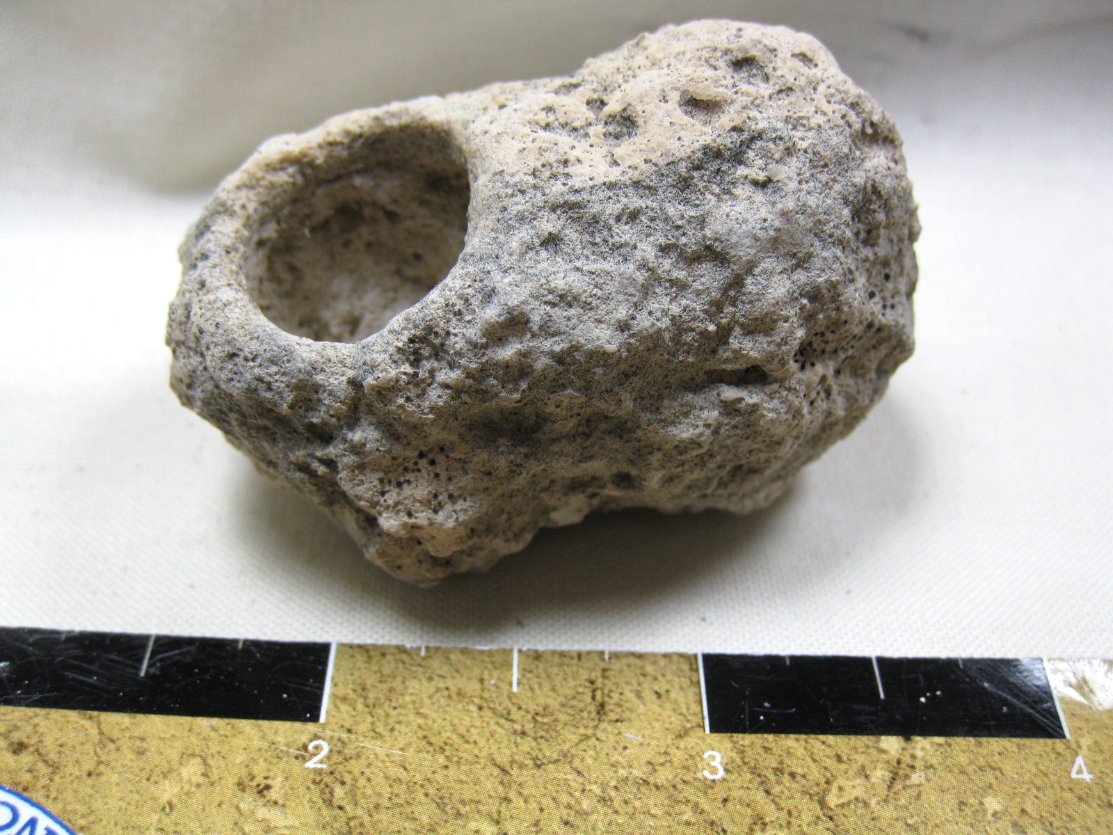 australia-fossil-weevil-cocoon-12.jpg | Fossils for Sale