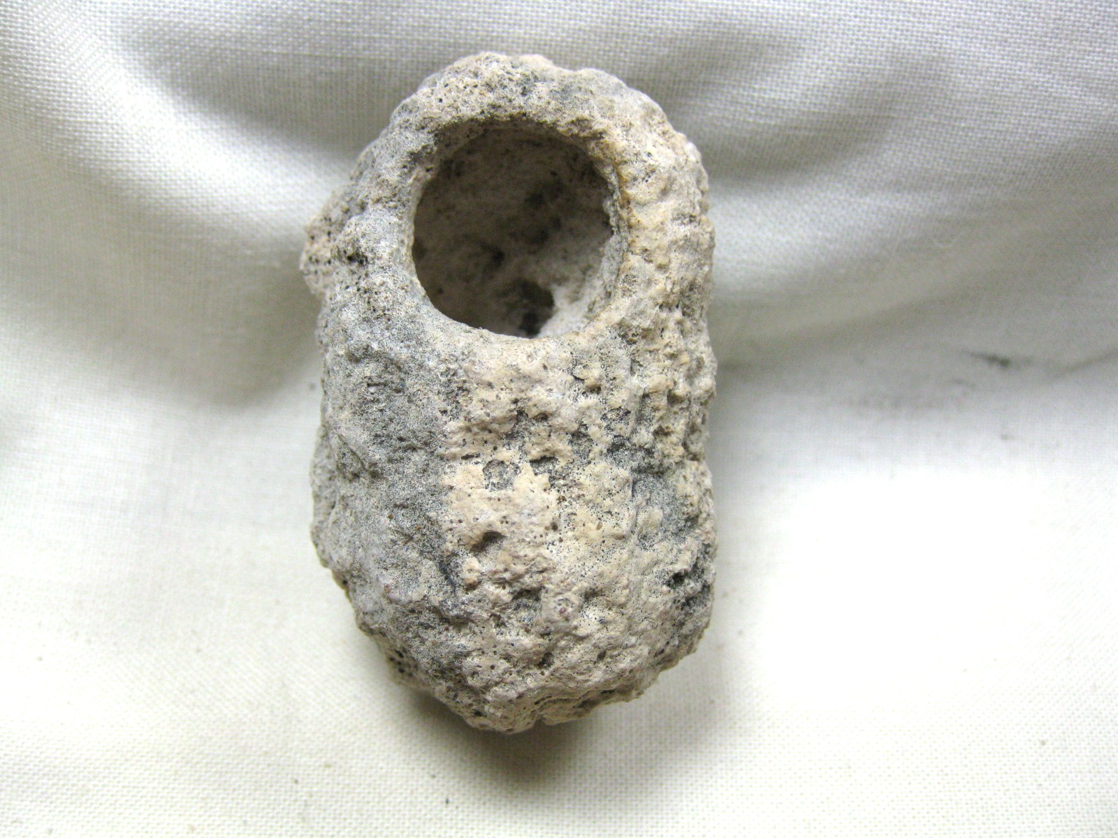 australia-fossil-weevil-cocoon-12a.jpg | Fossils for Sale