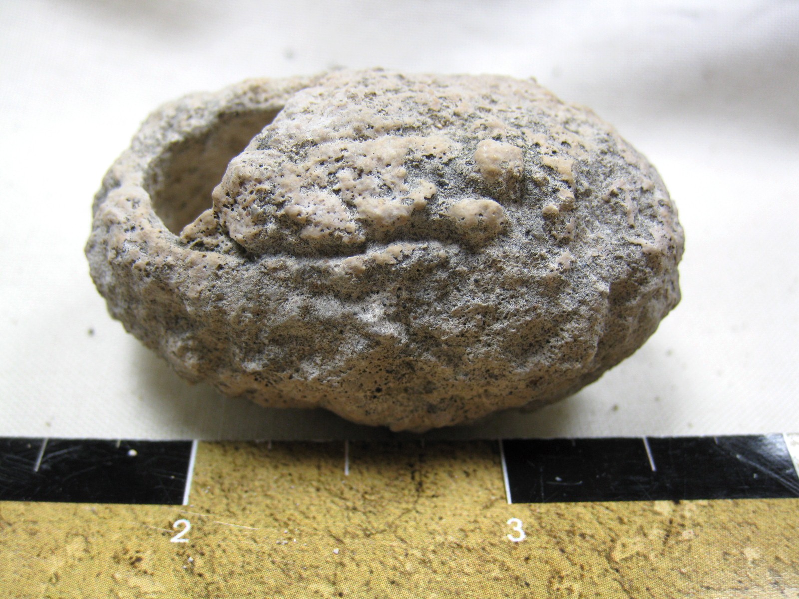 australia-fossil-weevil-cocoon-16.jpg | Fossils for Sale