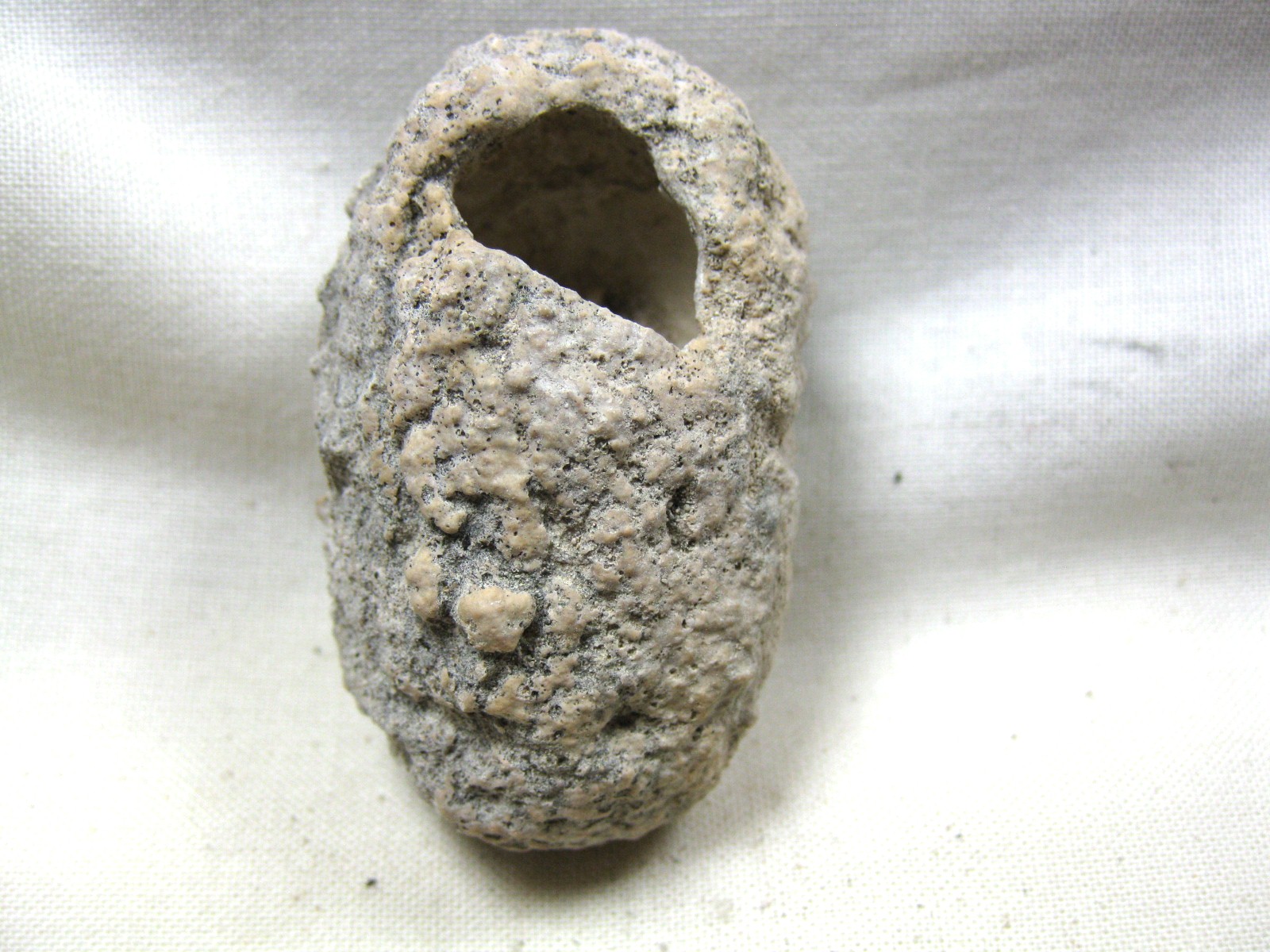 australia-fossil-weevil-cocoon-16a.jpg | Fossils for Sale
