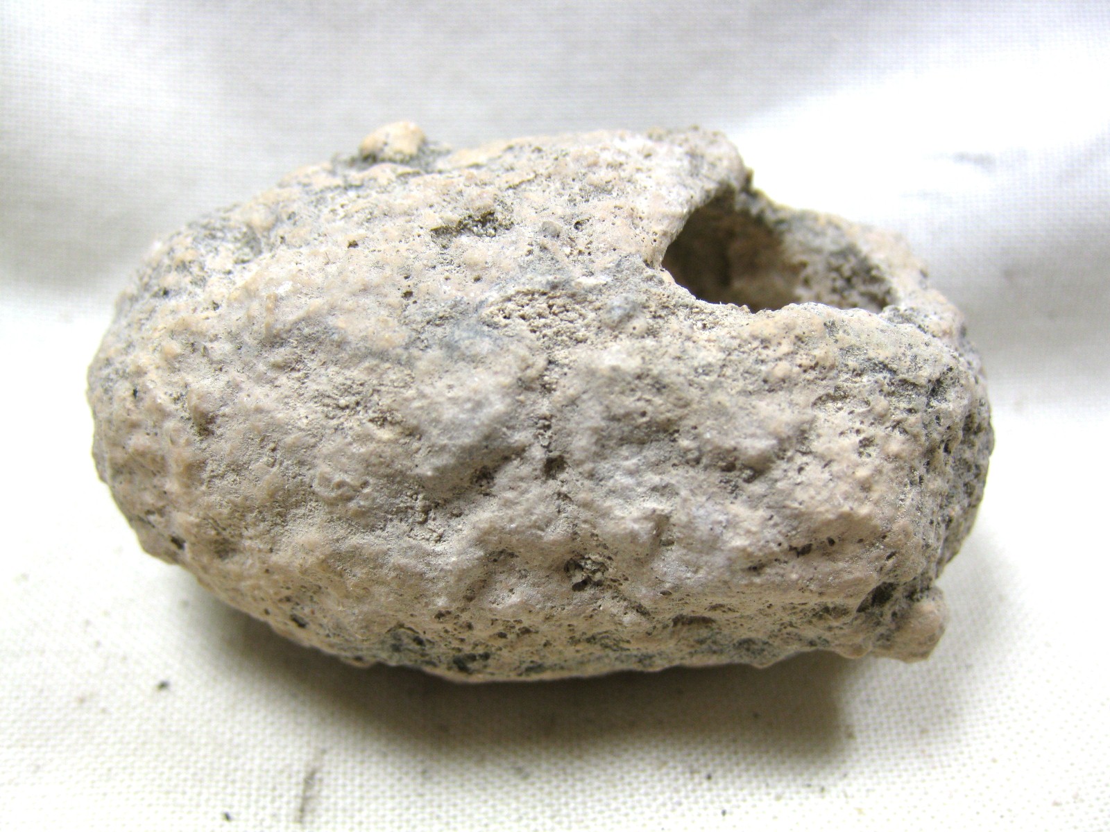 australia-fossil-weevil-cocoon-16b.jpg | Fossils for Sale