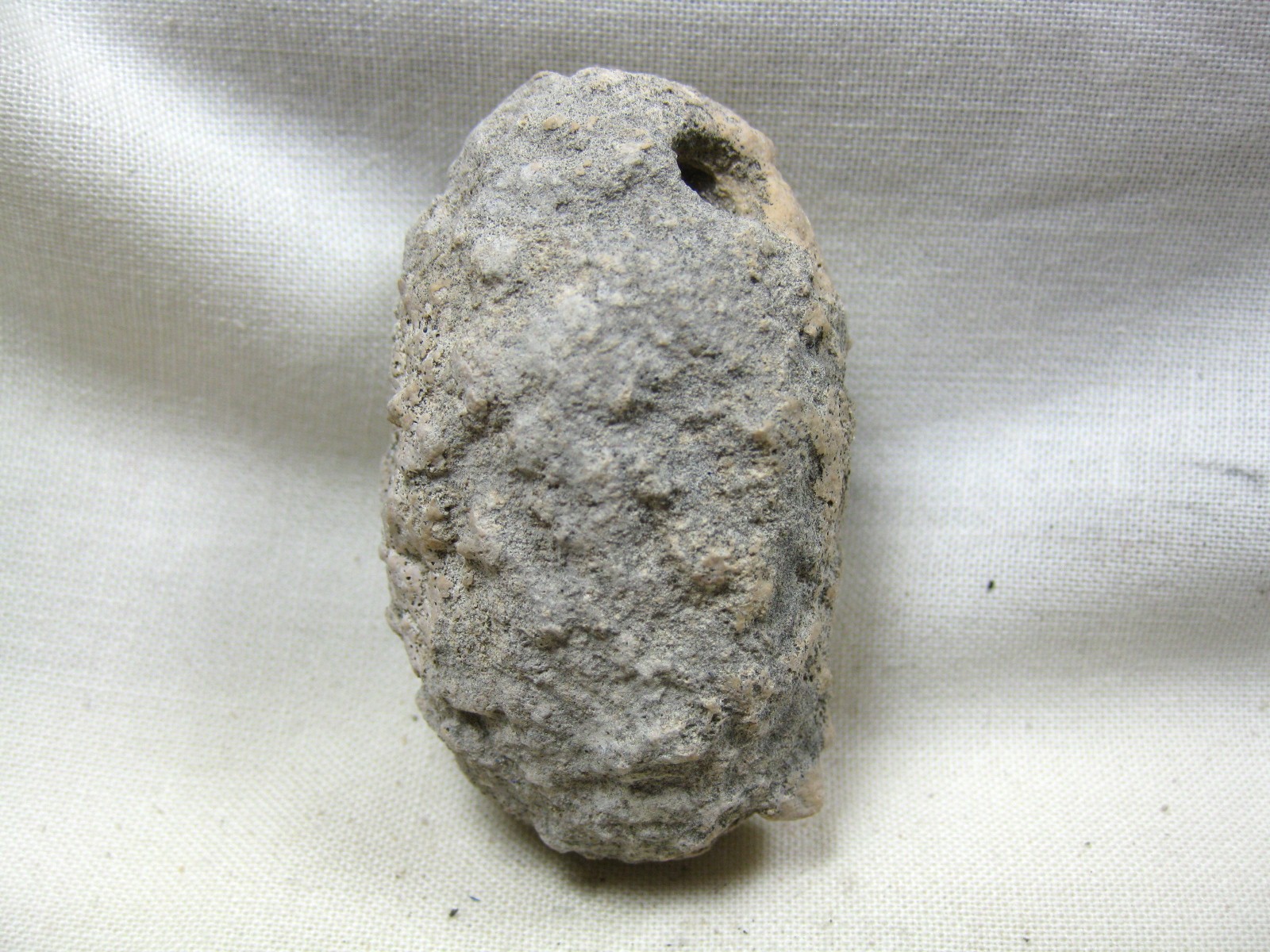 australia-fossil-weevil-cocoon-16d.jpg | Fossils for Sale