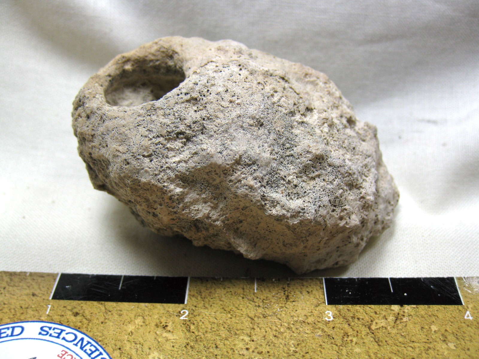 australia-fossil-weevil-cocoon-18.jpg | Fossils for Sale