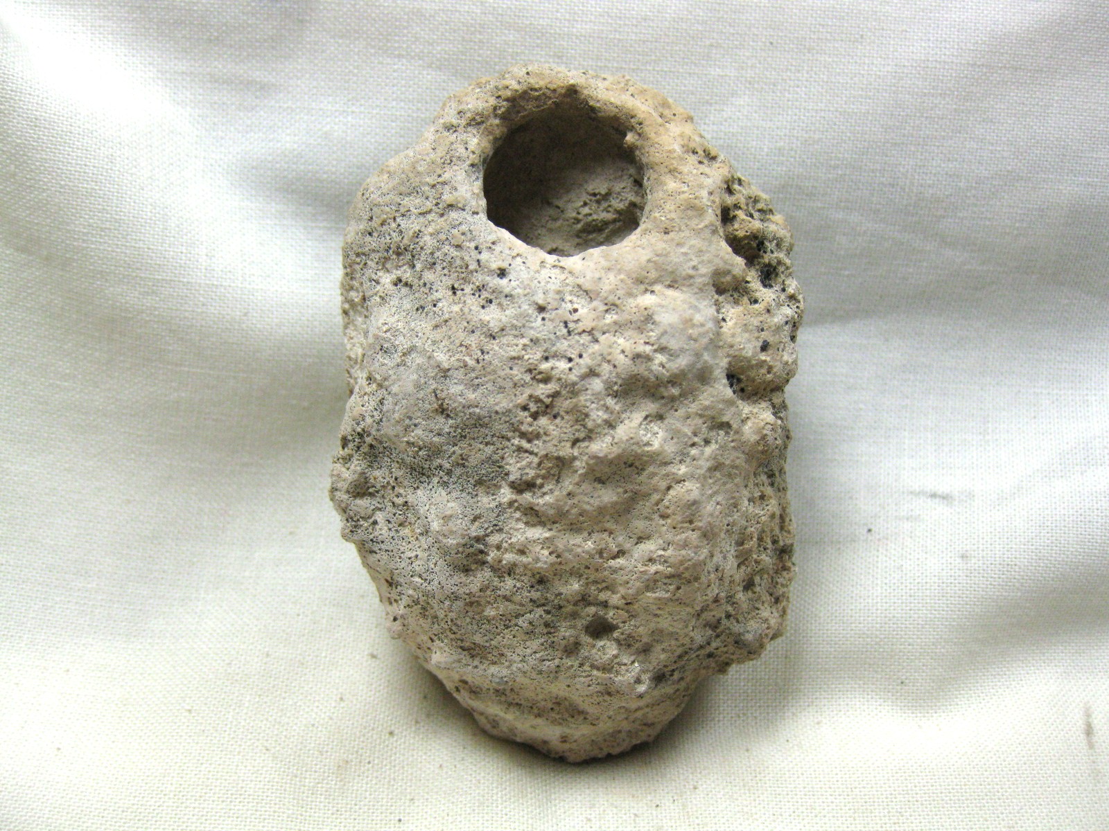 australia-fossil-weevil-cocoon-18a.jpg | Fossils for Sale