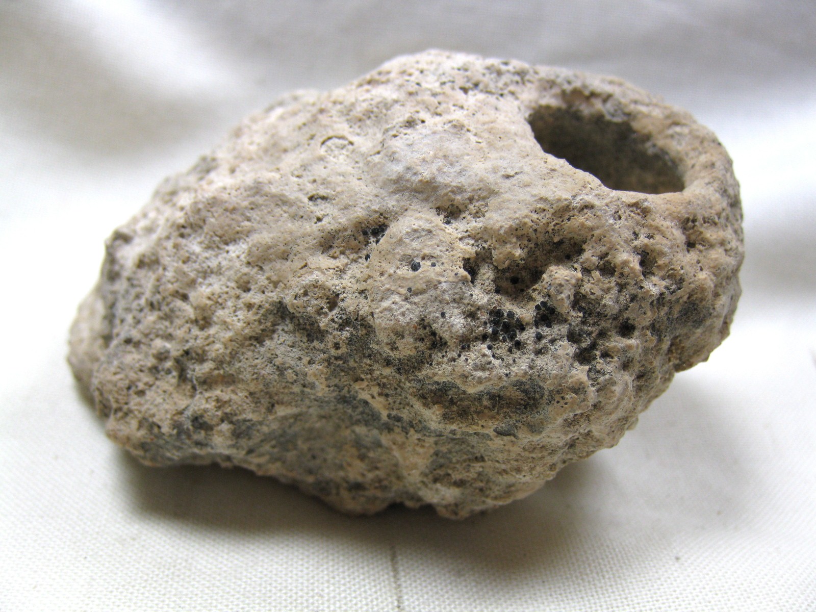 australia-fossil-weevil-cocoon-18b.jpg | Fossils for Sale