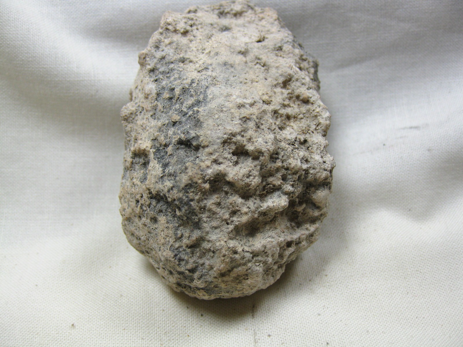 australia-fossil-weevil-cocoon-18d.jpg | Fossils for Sale