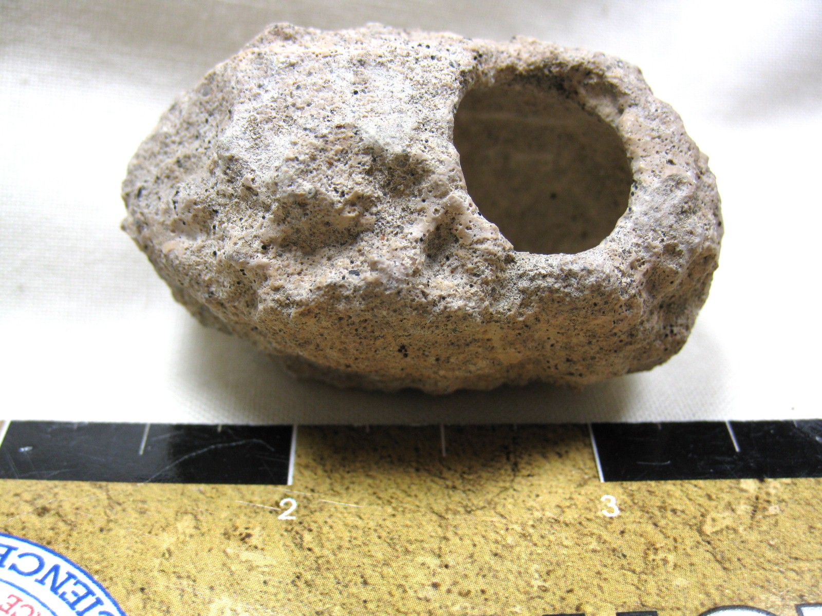 australia-fossil-weevil-cocoon-2.jpg | Fossils for Sale