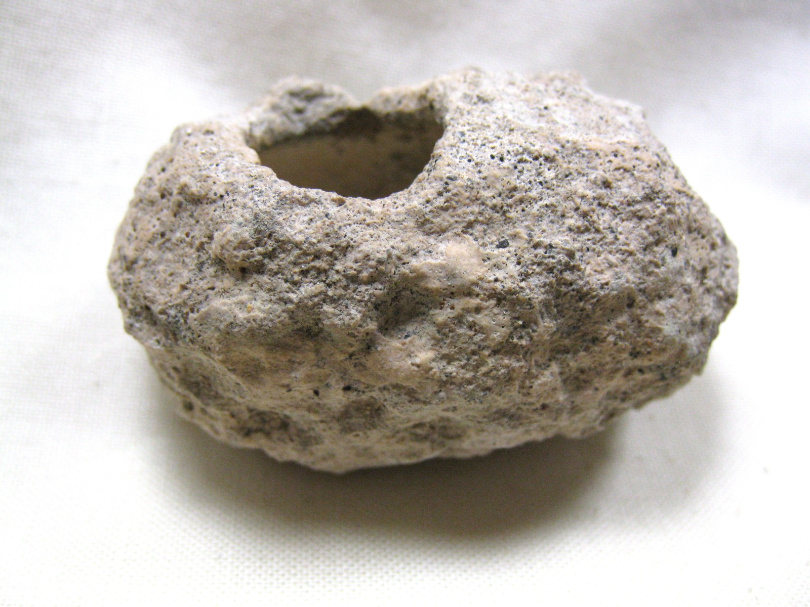 australia-fossil-weevil-cocoon-2b.jpg | Fossils for Sale