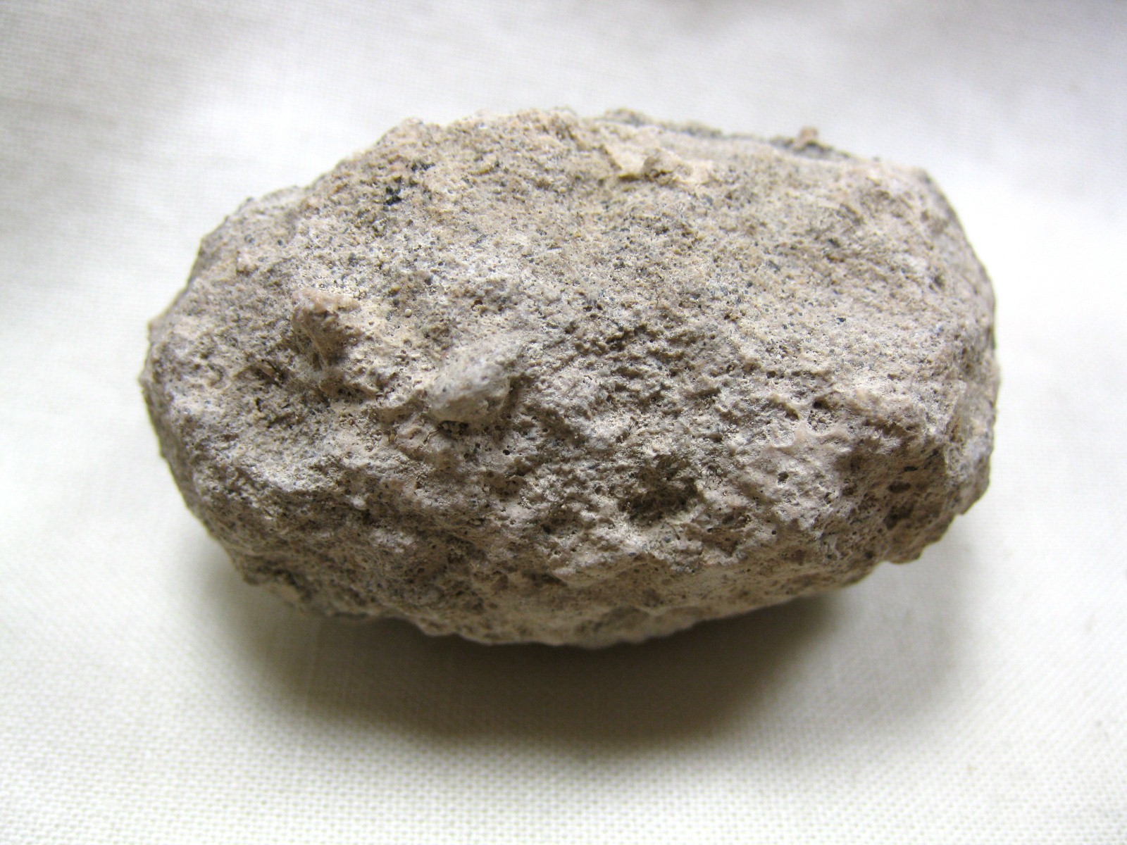 australia-fossil-weevil-cocoon-2d.jpg | Fossils for Sale