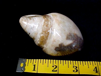 austria-actonella-gastropod-8a.jpg | Fossils for Sale