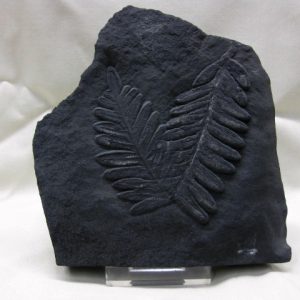 Genuine Carboniferous Period German Carboniferous Fern Fossil for Sale from Germany #4