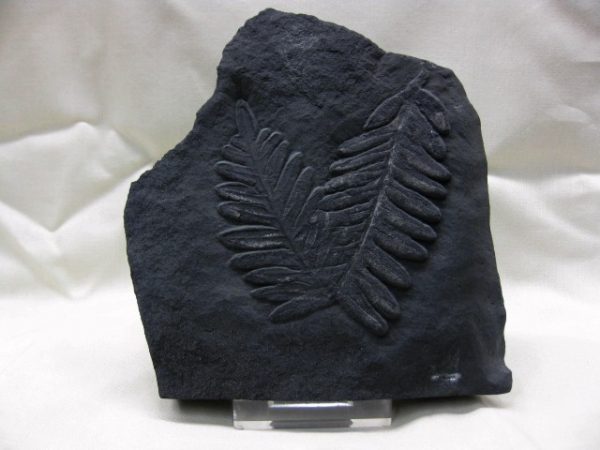 Genuine Carboniferous Period German Carboniferous Fern Fossil for Sale from Germany #4