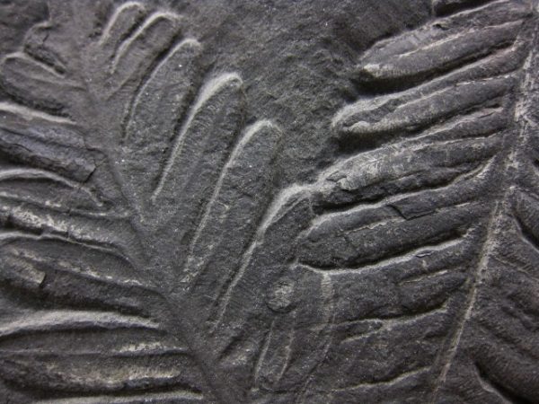 Genuine Carboniferous Period German Carboniferous Fern Fossil for Sale from Germany #4b