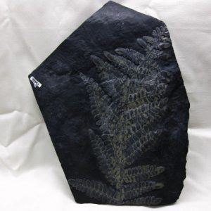 Genuine Carboniferous Period German Carboniferous Fern Fossil for Sale from Germany #5