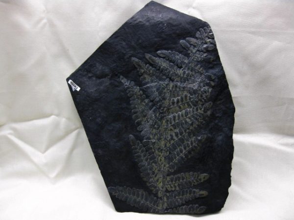 Genuine Carboniferous Period German Carboniferous Fern Fossil for Sale from Germany #5