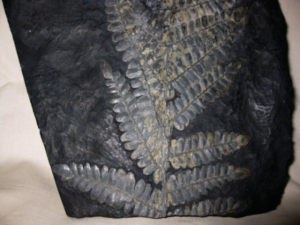 Genuine Carboniferous Period German Carboniferous Fern Fossil for Sale from Germany #5b