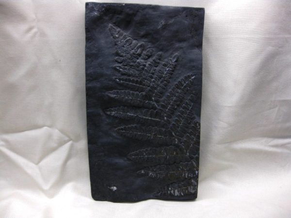 Genuine Carboniferous Period German Carboniferous Fern Fossil for Sale from Germany #6