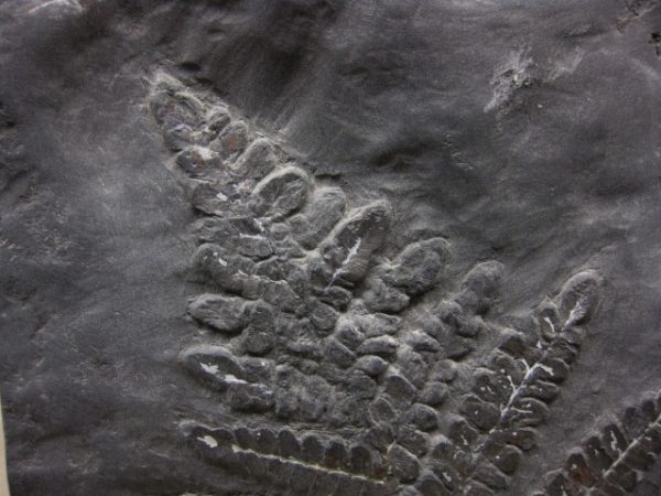 Genuine Carboniferous Period German Carboniferous Fern Fossil for Sale from Germany #6a