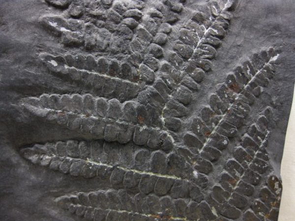 Genuine Carboniferous Period German Carboniferous Fern Fossil for Sale from Germany #6b