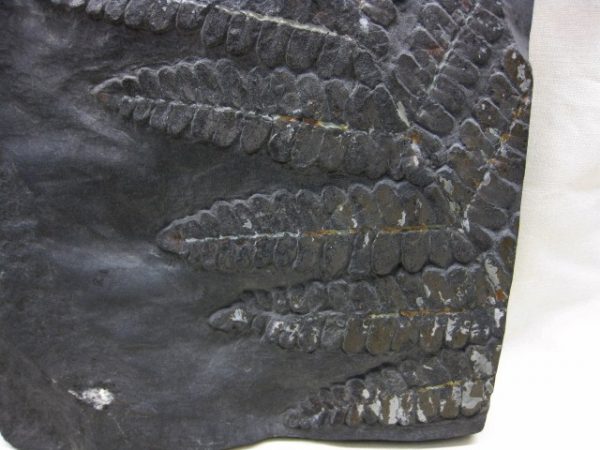 Genuine Carboniferous Period German Carboniferous Fern Fossil for Sale from Germany #6c