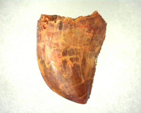 Genuine Cretaceous Age Carcharodontosaurus Dinosaur Tooth From Morocco For Sale #44