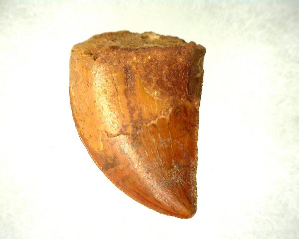 Genuine Cretaceous Age Carcharodontosaurus Dinosaur Tooth From Morocco For Sale #45