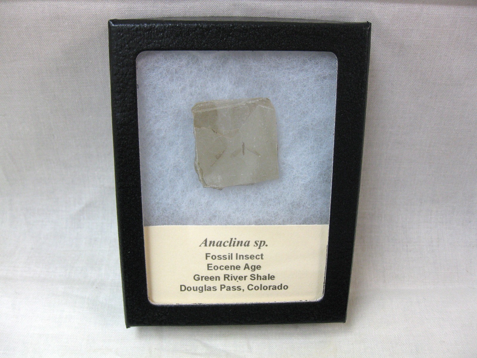 colorado-eocene-green-river-insect-73.jpg | Fossils for Sale