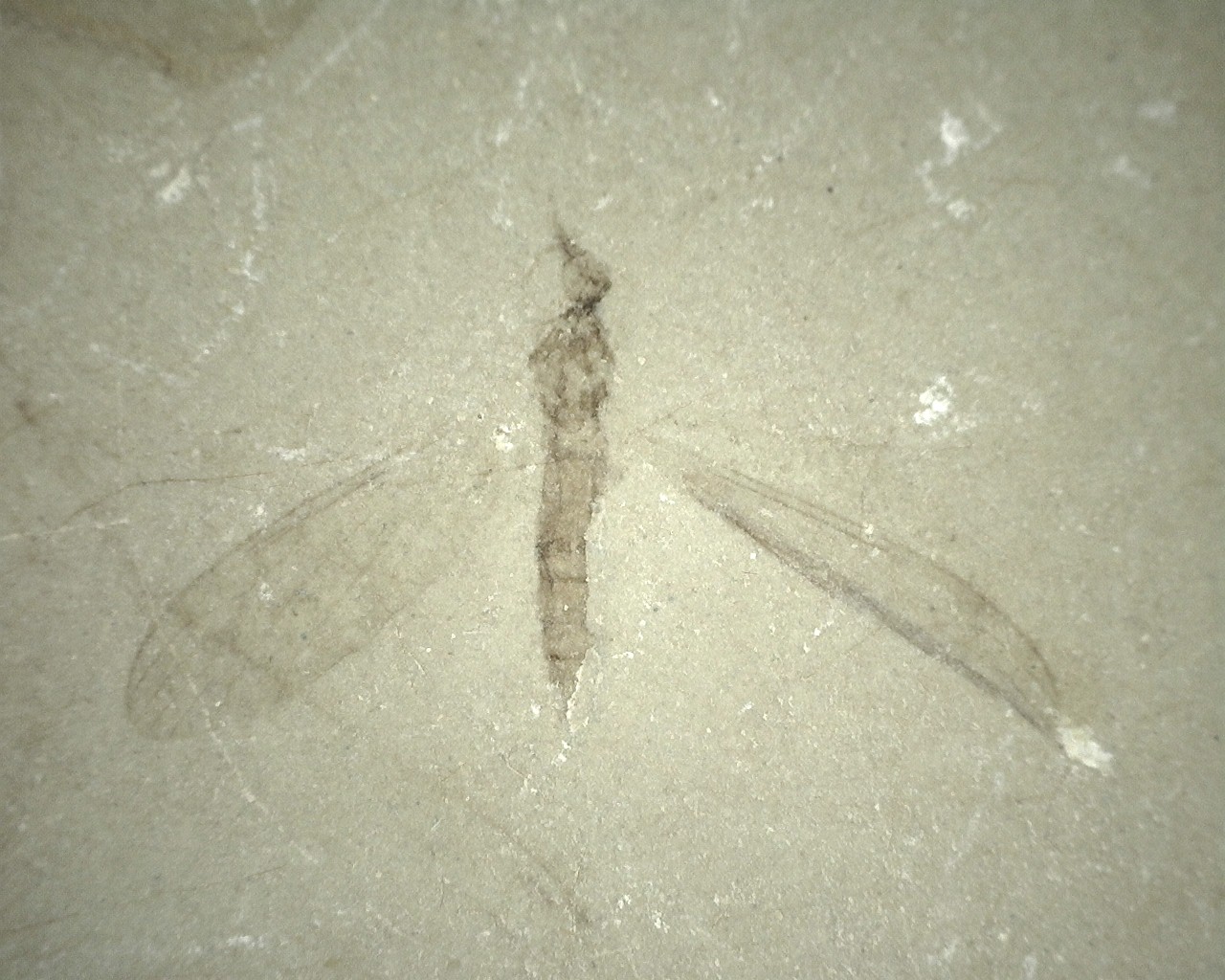 colorado-eocene-green-river-insect-73a.jpg | Fossils for Sale