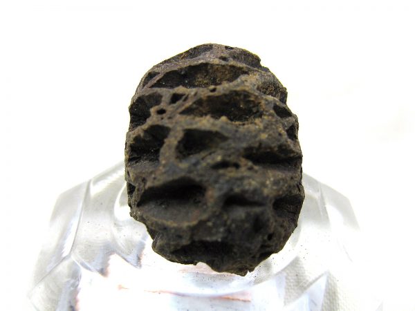 Genuine Cretaceous Age Sequoia Dakotensis Cone Fossil for Sale from South Dakota #11b