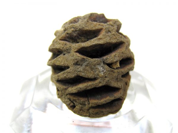 Genuine Cretaceous Age Sequoia Dakotensis Cone Fossil for Sale from South Dakota #12a