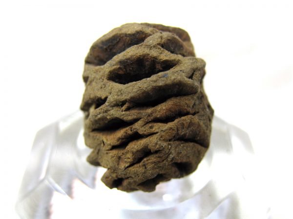 Genuine Cretaceous Age Sequoia Dakotensis Cone Fossil for Sale from South Dakota #12b