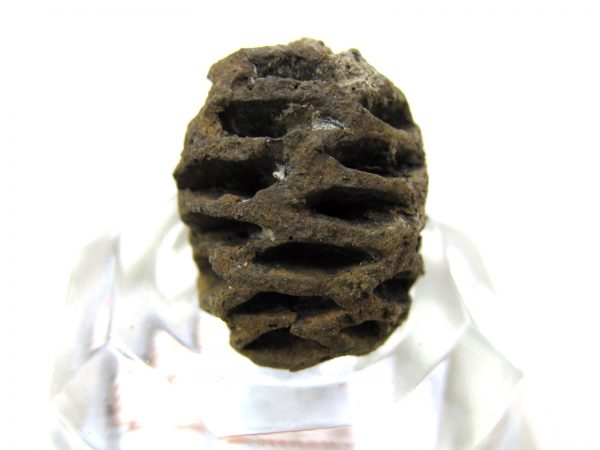 Genuine Cretaceous Age Sequoia Dakotensis Cone Fossil for Sale from South Dakota #17b