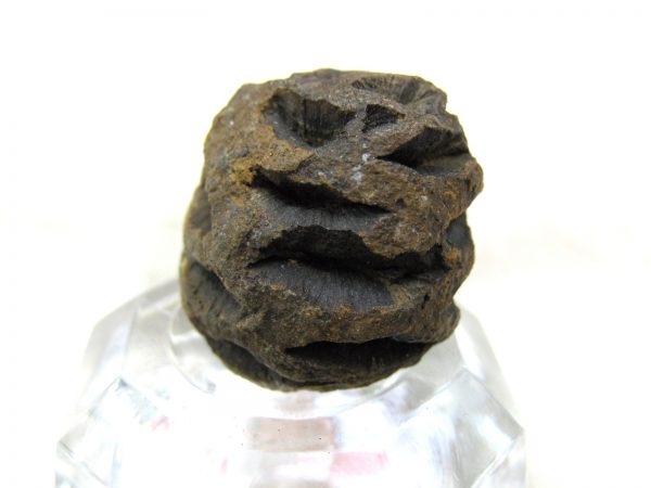 Genuine Cretaceous Age Sequoia Dakotensis Cone Fossil for Sale from South Dakota #1a