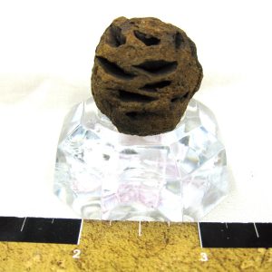 Genuine Cretaceous Age Sequoia Dakotensis Cone Fossil for Sale from South Dakota #22