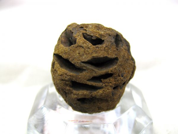 Genuine Cretaceous Age Sequoia Dakotensis Cone Fossil for Sale from South Dakota #22a