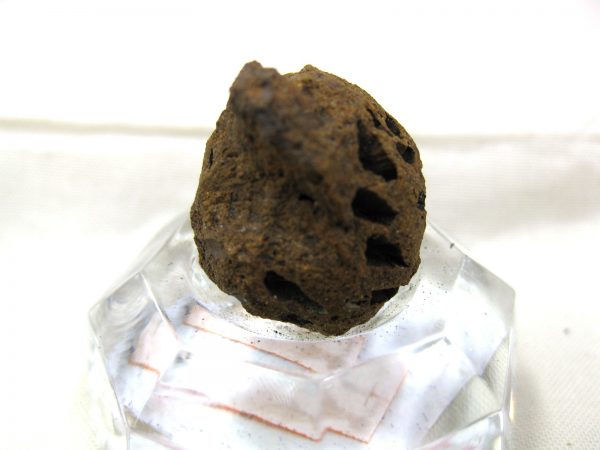 Genuine Cretaceous Age Sequoia Dakotensis Cone Fossil for Sale from South Dakota #30c