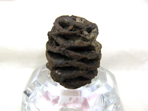 Genuine Cretaceous Age Sequoia Dakotensis Cone Fossil for Sale from South Dakota #4b