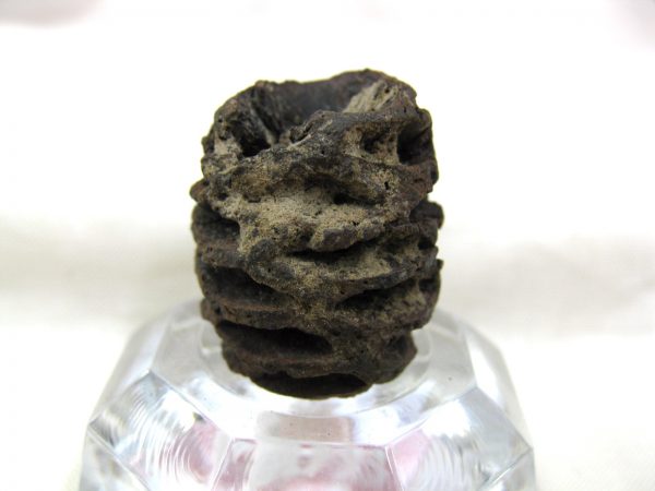 Genuine Cretaceous Age Sequoia Dakotensis Cone Fossil for Sale from South Dakota #4c