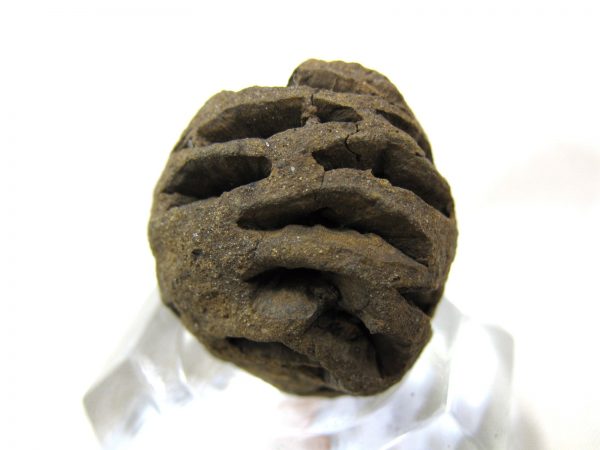 Genuine Cretaceous Age Sequoia Dakotensis Cone Fossil for Sale from South Dakota #6c