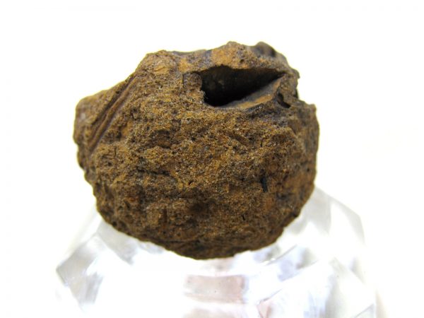 Genuine Cretaceous Age Sequoia Dakotensis Cone Fossil for Sale from South Dakota #7b