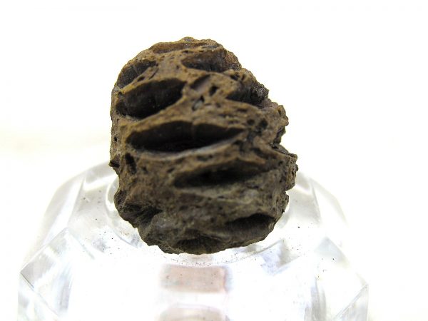 Genuine Cretaceous Age Sequoia Dakotensis Cone Fossil for Sale from South Dakota #8a