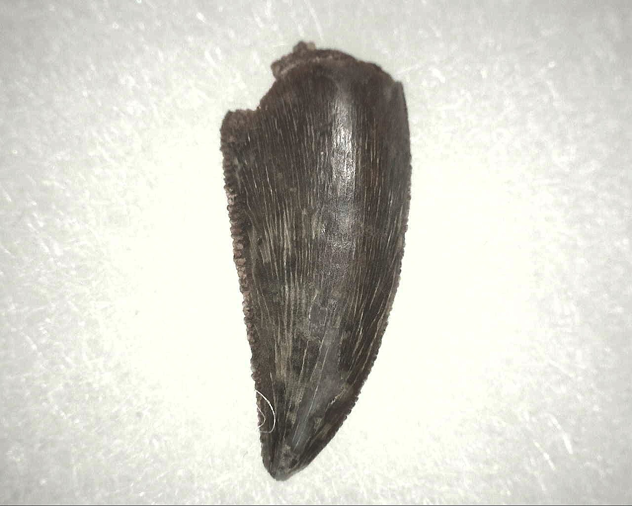cretaceous-abelisauridae-dinosaur-tooth-3.jpg | Fossils for Sale