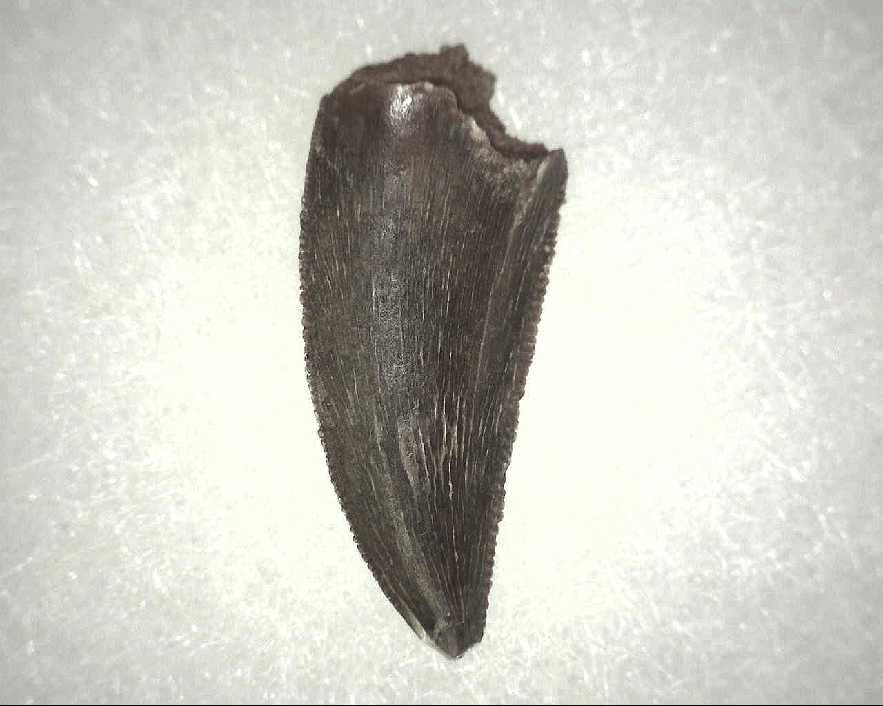 cretaceous-abelisauridae-dinosaur-tooth-3a.jpg | Fossils for Sale