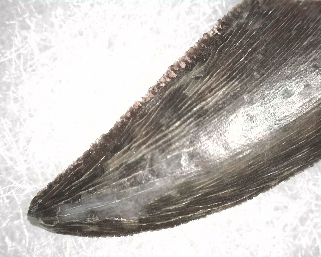 cretaceous-abelisauridae-dinosaur-tooth-3b.jpg | Fossils for Sale
