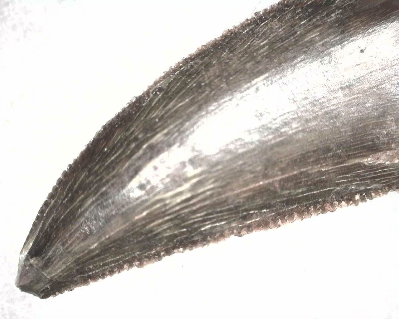 cretaceous-abelisauridae-dinosaur-tooth-3c.jpg | Fossils for Sale