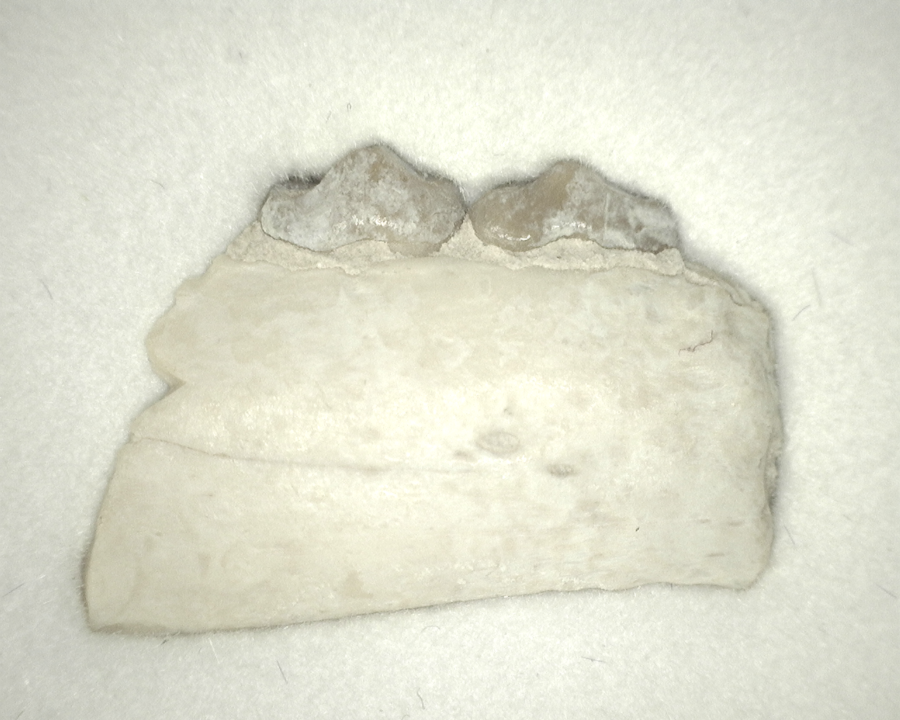 Genuine Cretaceous Age Alphodon Mammal Tooth from South Dakota for Sale #94