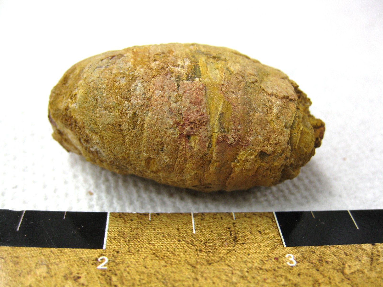 cretaceous-crocodile-fish-or-shark-coprolite-5.jpg | Fossils for Sale Genuine Cretaceous Age Fish or Shark Coprolite Fossil for Sale from Africa #5