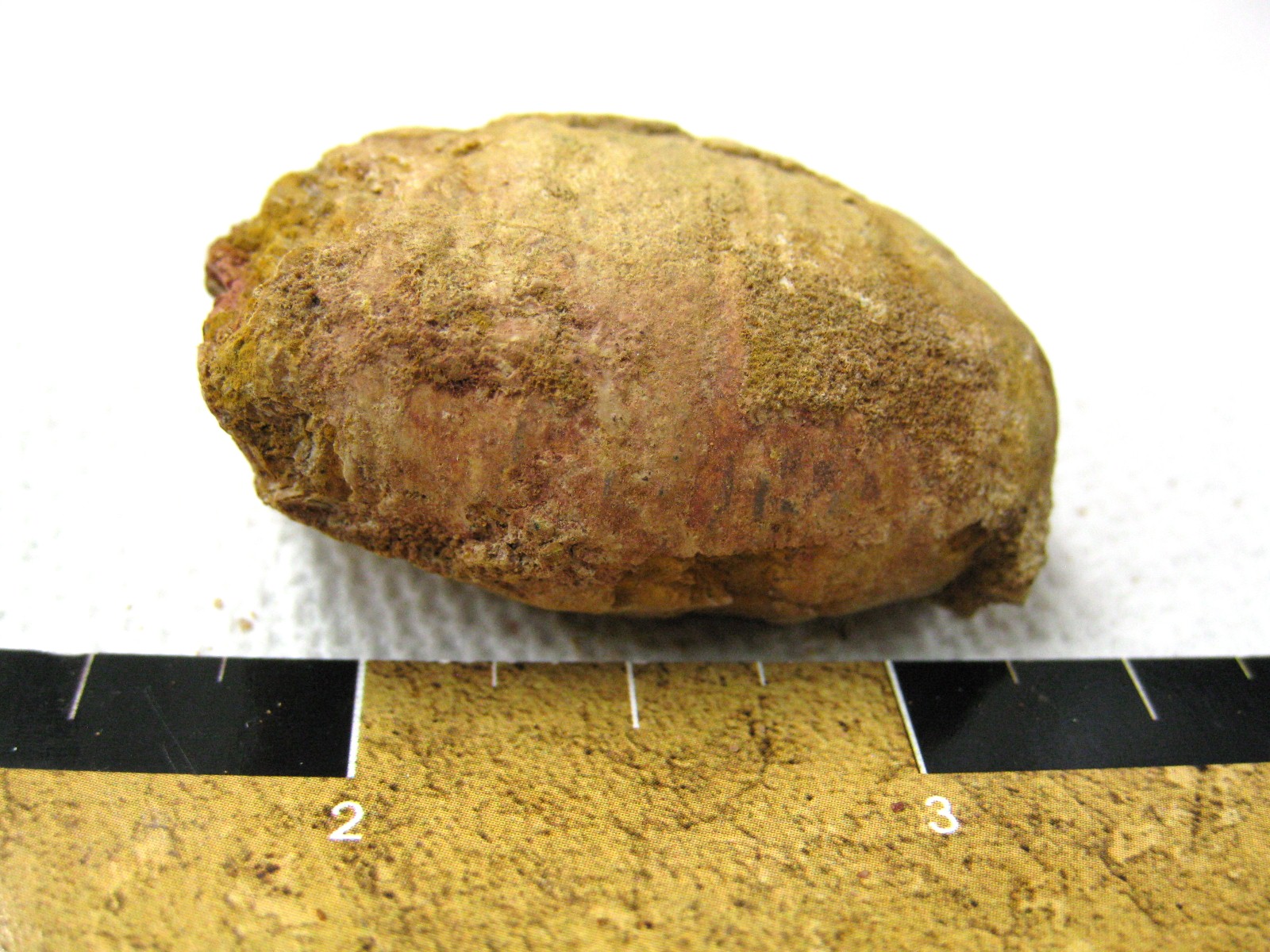 cretaceous-crocodile-fish-or-shark-coprolite-5a.jpg | Fossils for Sale Genuine Cretaceous Age Fish or Shark Coprolite Fossil for Sale from Africa #5a